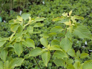 dereń pagodowy - Cornus controversa Candle Light 80-100cm