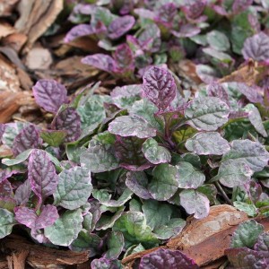 Dąbrówka rozłogowa (Ajuga reptans) Burgundy Glow sadzonka