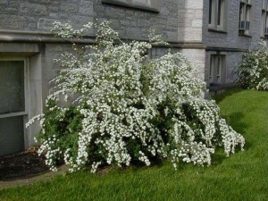 tawuła nippońska - Spiraea nipponica Snowmound
