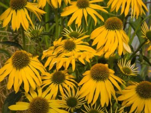 jeżówka purpurowa - Echinacea Summer Breeze