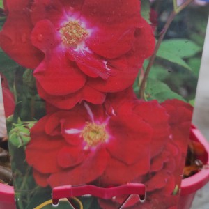 Róża krzewiasta (Rosa) Nicolas 80-90 cm c2