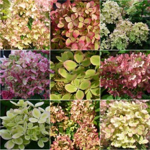 Hortensja bukietowa (Hydrangea) Pastelgreen c3 30-45cm