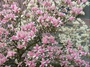 magnolia Heaven Scent szybkorosnąca c3 90-100cm