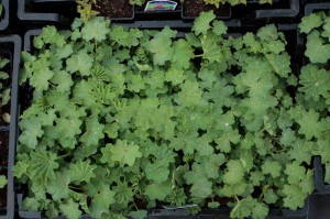Przywrotnik miękki (Alchemilla mollis) sadzonka