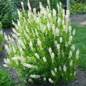 Orszelina olcholistna (Clethra alnifolia) Sixteen Candles sadzonka