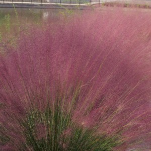Muhlenbergia, Trawa włosowata (Muhlenbergia reverchonii) Undaunted sadzonka