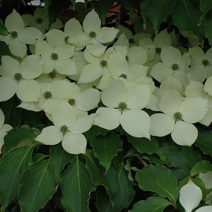 Dereń kousa (Cornus kousa) Big Apple c5 100-120cm