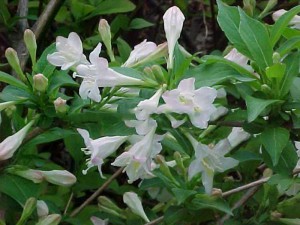 Krzewuszka (Weigela) Bristol Snowflake c2 30-40cm