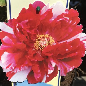 Piwonia drzewiasta (Paeonia suffruticosa) odm. chińska czerwono-biała sadzonka