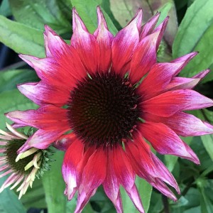 Jeżówka purpurowa (Echinacea) Flamingo sadzonka