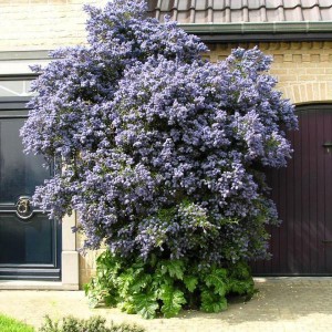 Prusznik (Ceanothus impressus) Victoria c3 80 cm