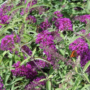 Budleja Dawida (Buddleja davidii) Nanho Purple c2 30-40cm