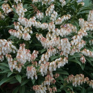 Pieris japoński (Pieris japonica) Cupido sadzonka