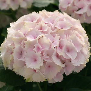 Hortensja ogrodowa (Hydrangea) Emerald c3 30-50cm