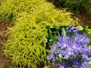 Barbula (Caryopteris clandonensis) Worcester Gold c2