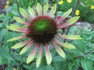 jeżówka purpurowa - Echinacea Green Envy