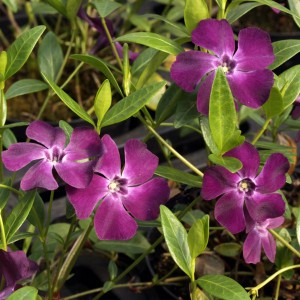 Barwinek mniejszy (Vinca minor) Atropurpurea sadzonka