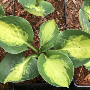 Funkia (Hosta) Warwick Comet sadzonka