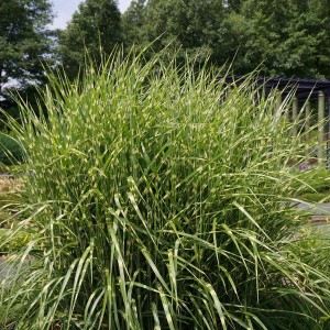 Miskant chiński (Miscanthus sinensis) Strictus c2