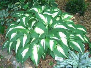Funkia (Hosta) Night Before Christmas sadzonka