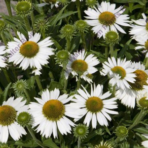Jeżówka purpurowa (Echinacea) Meditation White sadzonka p12