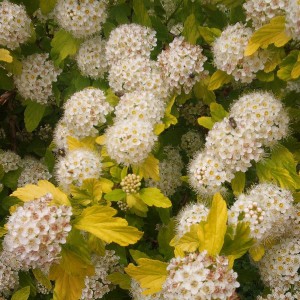 Pęcherznica kalinolistna (Physocarpus opuliofolius) Dart's Gold c2 50-80cm