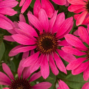 Jeżówka purpurowa (Echinacea) Magenta Pearl sadzonka p12