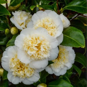 Kamelia japońska (Camellia japonica) Brushfield Yellow sadzonka c1,5 60cm