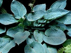 funkia Abiqua Blue Crinckles