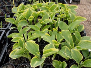 Funkia (Hosta) Clifford's Forest Fire c2