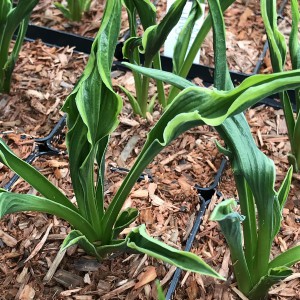 Funkia (Hosta) Hands Up sadzonka