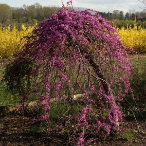 Judaszowiec kanadyjski (Cercis canadensis) Ruby Falls c5 150-170cm