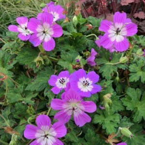 Bodziszek mieszańcowy (Geranium hybridum) Bloom Time sadzonka