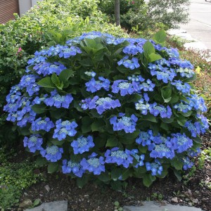 Hortensja ogrodowa (Hydrangea) Blaumeise c3 20-40cm
