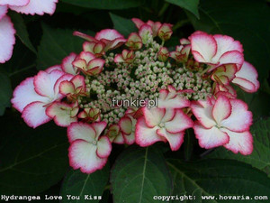 Hortensja ogrodowa (Hydrangea) Love You Kiss c3 25-40cm