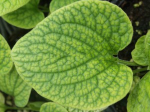 Brunera wielkolistna (Brunnera macrophylla) Marley's White
