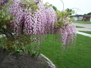 glicynia - wisteria kwiecista Rosea szczepiona sadz. 150cm