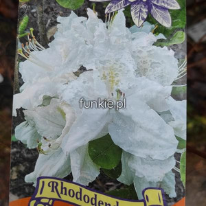 Azalia wielkokwiatowa (Azalea) Oxydol-biała c3 60-70 cm