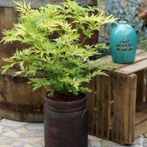 Bez czarny (Sambucus nigra) Golden Tower c3 30-40cm