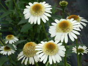 jeżówka purpurowa - Echinacea Little Angel