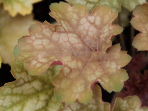 żurawka - Heuchera Ginger Ale c1,5