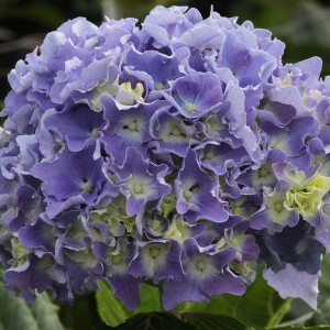 Hortensja ogrodowa (Hydrangea) Spike c3 40-50cm