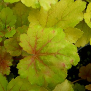 Żurawka (Heuchera) Electra sadzonka