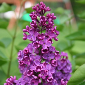 Bez - lilak - Syringa Charles Joly sadzonka 50-60 c1