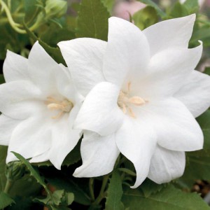 rozwar wielkokwiatowy - Platycodon Codo Double White