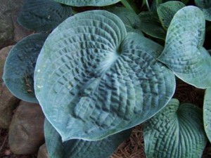 Funkia (Hosta) Big Daddy sadzonka