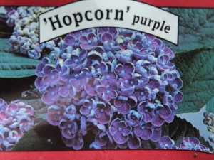 hortensja - Hydrangea Hopcorn Purple - najnowsza odmiana