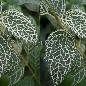 Forsycja zielona (Forsythia viridissima) Kumson sadzonka 20cm
