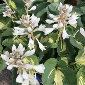 Funkia (Hosta) Dream Queen sadzonka c1