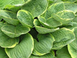 Funkia (Hosta) Christmas Tree c2